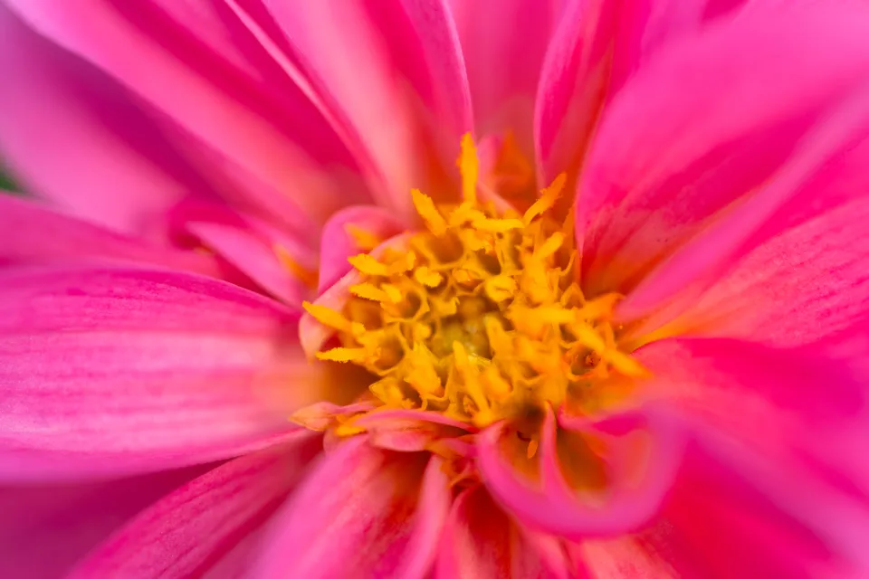 Gros plan sur une fleur de dahlia rose