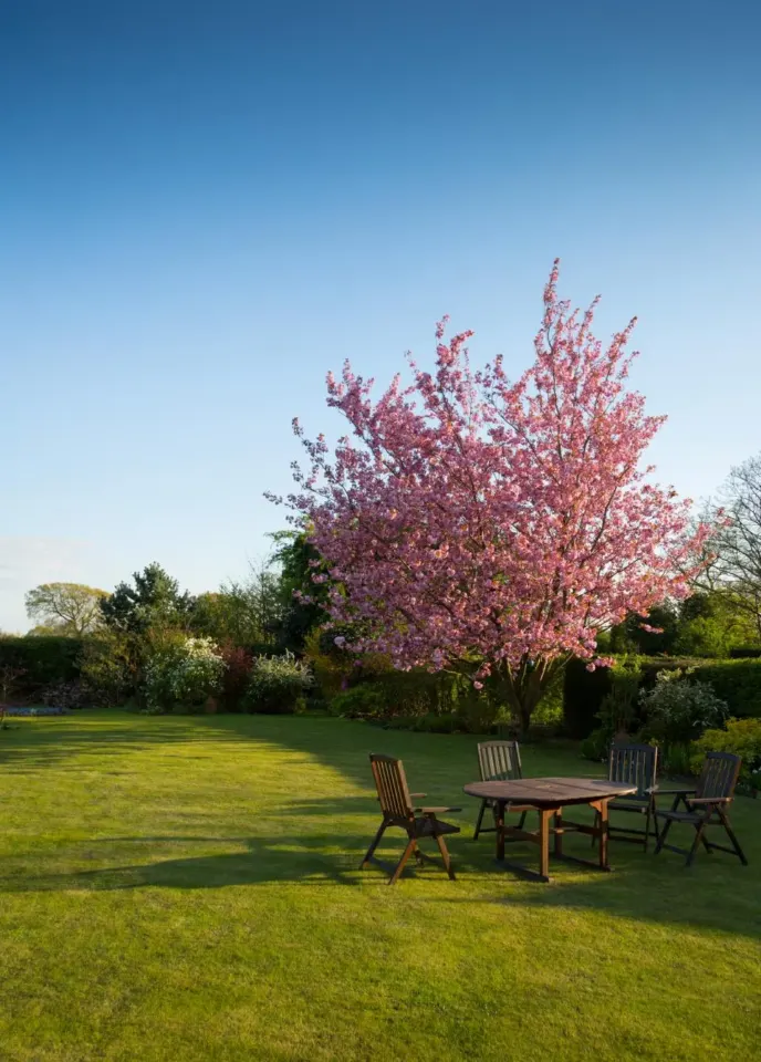 Jardin fleuri avec arbre en fleurs