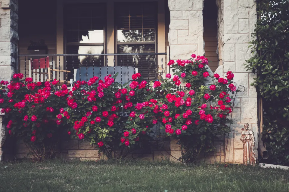 Façade de maison bordée de fleurs rouges