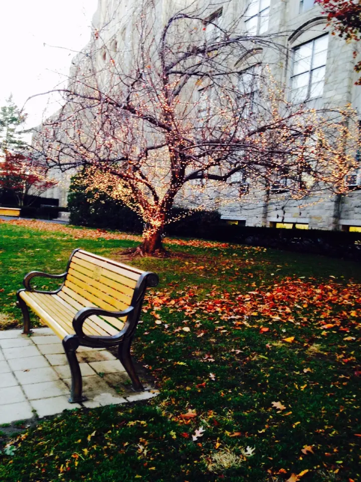 Banc en bois sous un arbre en automne